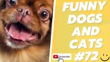 Funny Animal Videos 2022  Best Dogs And Cats Videos 😺😍 # 72