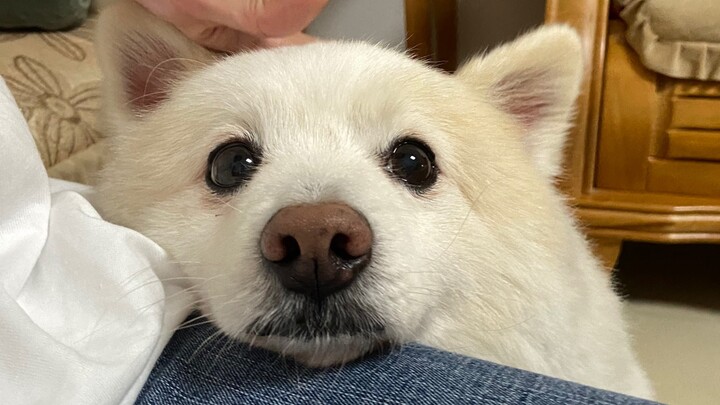 [Animals]My 11-year old dog's reaction after departing for 1 month