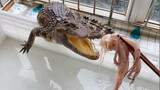 Cá sấu nhỏ ăn anh bạch tuộc
