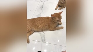 Up lại vì hôm qua tiếng bị rè. Lại là  ký sự lấy lông mèo phần 2 cats mèo tiktokcats pét cute fyp foryoupage