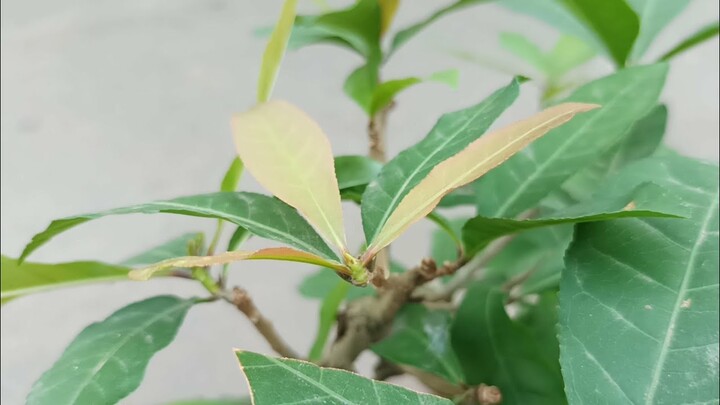 AKAN INDAH PADA WAKTUNYA BAHAN BONSAI INI COCOK UNTUK PEMULA