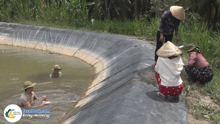 LƯỚI CÁ TRONG AO TÔM THẤT BẠI BỊ BỎ HOANG | Hội Ngộ Miền Tây - Tập 653