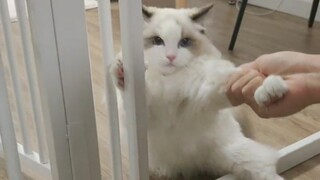 I found a cat, everyone!!!