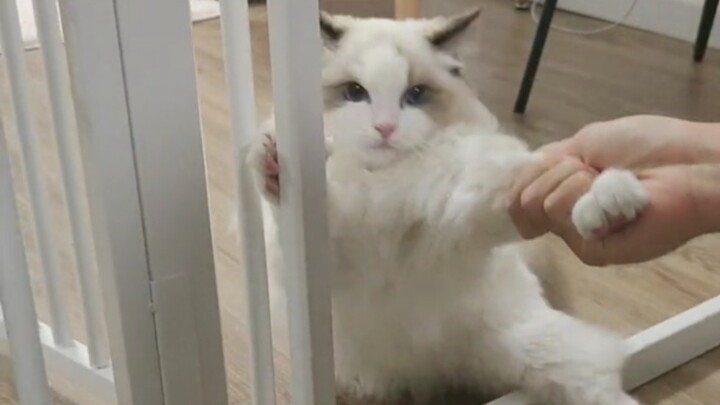 I found a cat, everyone!!!