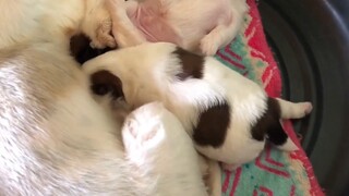 Karena posisi tidurnya yang lucu, jadi populer!