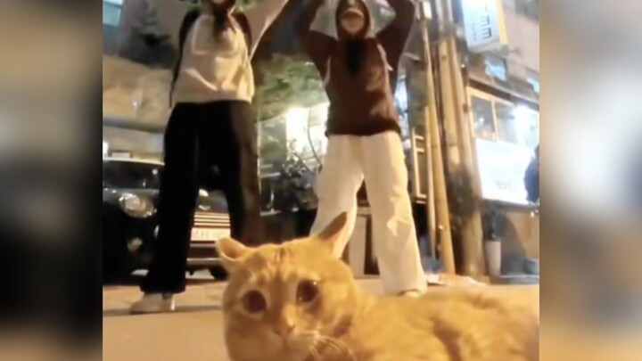 “แมวที่บุกเข้ามาในเฟรมแบบกะทันหัน”