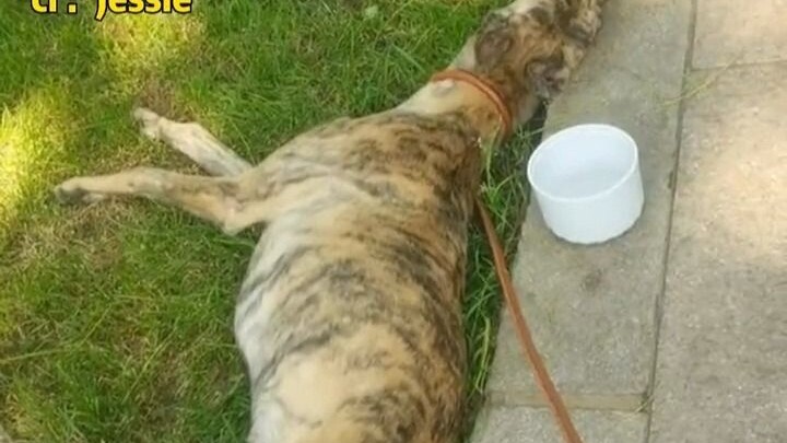 นักศึกษาพาเกรย์ฮาวด์ไปเดินเล่นจนหมดแรง ไอ้หนูนี่เป็นทีมชาติเหรอ