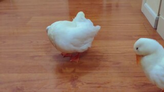 [Call Duck] เจ้าเป็ดเรียกผีเริ่มร่ายรำตามจังหวะผี และเจ้าแมวก็ตะลึงกับท่าเต้นนั้น!