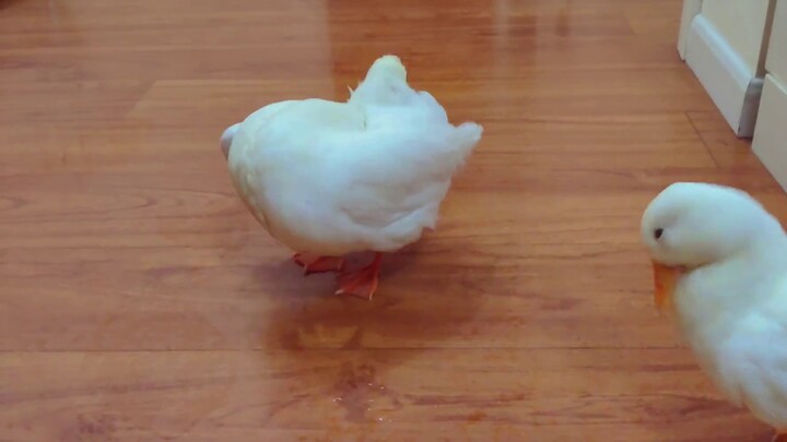[Call Duck] The Call Duck started to dance the ghost step dance, and the cat was stunned by it!