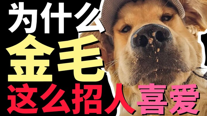 Why are Golden Retrievers so beloved?