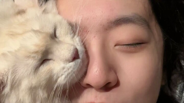 “Những sở thích mang tính sinh lý của mèo Maine Coon”