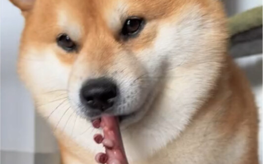 Mukbang anjing kecil sangat menenangkan