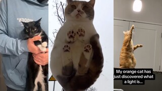 The customized cat's paw is limited to the world
