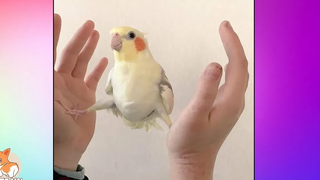 Have You Seen Cute Parrots Doing Funny Things 5 Cutest Parrots In The World