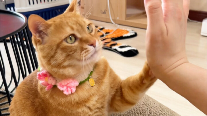 Cepat pakai sepatu giok ini biar Aku lihat!