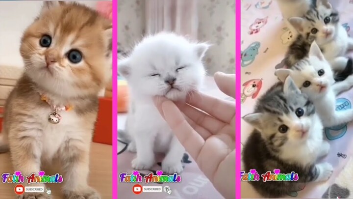 Kucing Lucu Banget Gak Tahan!!!! Tik Tok Kucing Lucu Terbaru 2021
