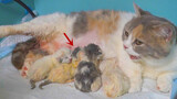The lovely kitten gave birth to four babies