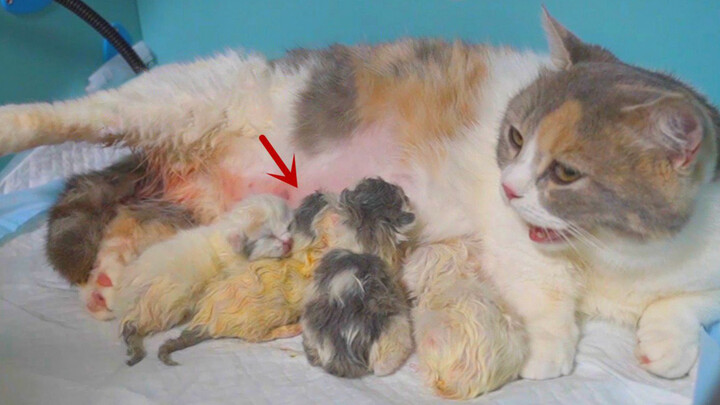 [Hewan]Sudah Lahir! Kucing Berkaki Pendek Melahirkan 4 Anak Kucing