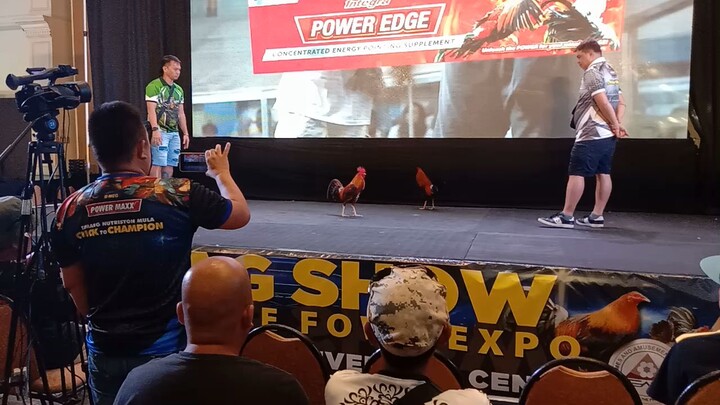 stag show and game fowl expo 2023 Davao part 3