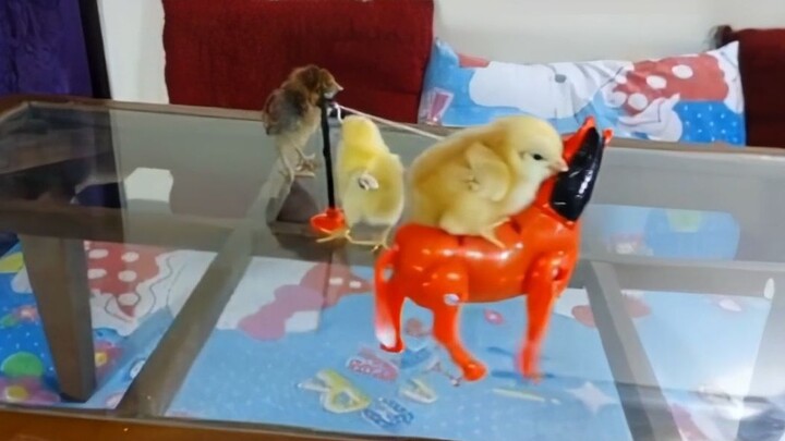 Aku si ayam kecil, ayam cowok yang super sibuk 🐤🐥