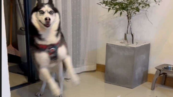 Someone asked me if raising a Siberian Husky would make you depressed? I just laughed.