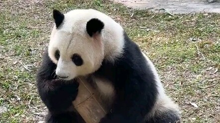 At Guangzhou Zoo, Ya Yi has lost himself amid constant calls of “pretty lady”—he’s really good at pl