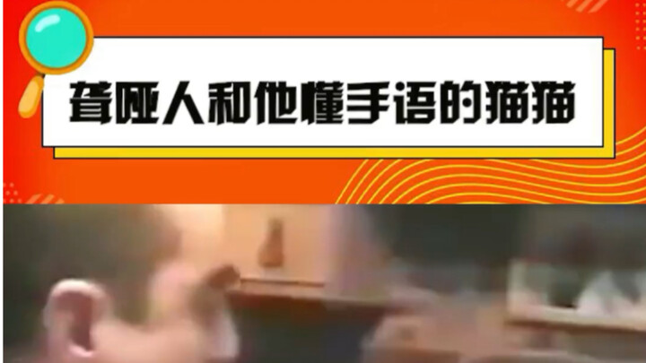 聋哑人和他懂手语的猫猫 聋哑人养的聪明猫猫意识到喵喵叫没用的时候，学会了用手势和他交流。#萌宠