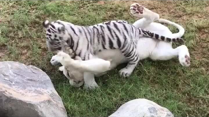 The little white tiger pins the big white lion to the ground. The big white lion thinks: “This guy’s