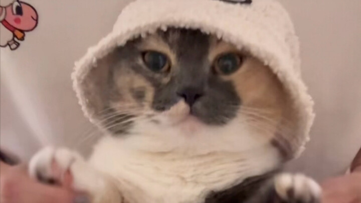 Si Kucing Juga Ingin Meraih Kesuksesan Besar!