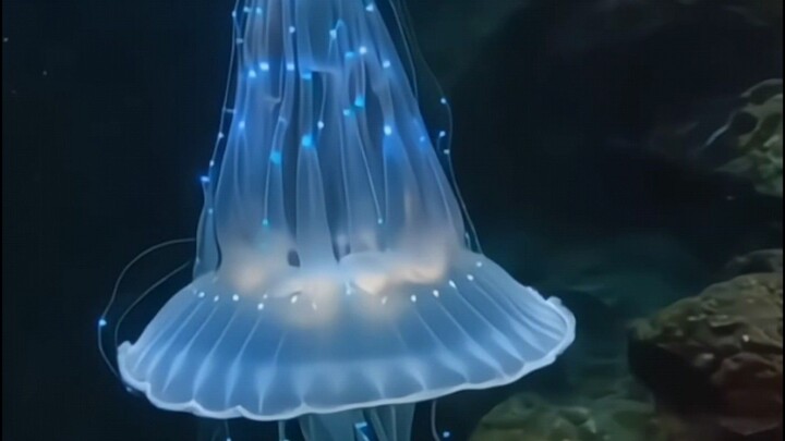 New Underwater Creature - 02