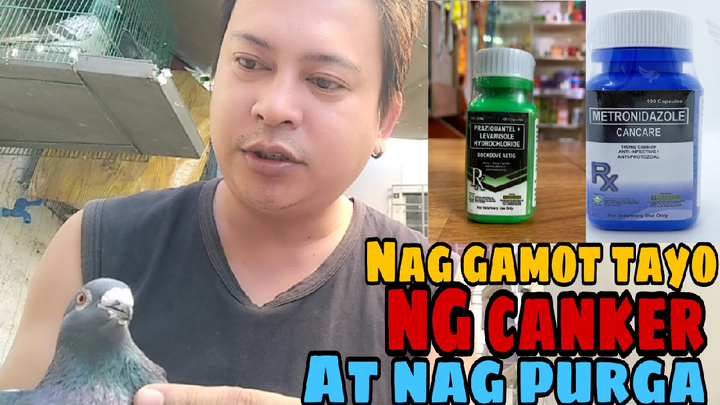 Tips sa pag purga  NG mga kalapate