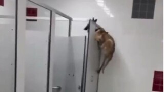 不行，不能我一个人笑死！