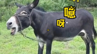 万物皆可呀