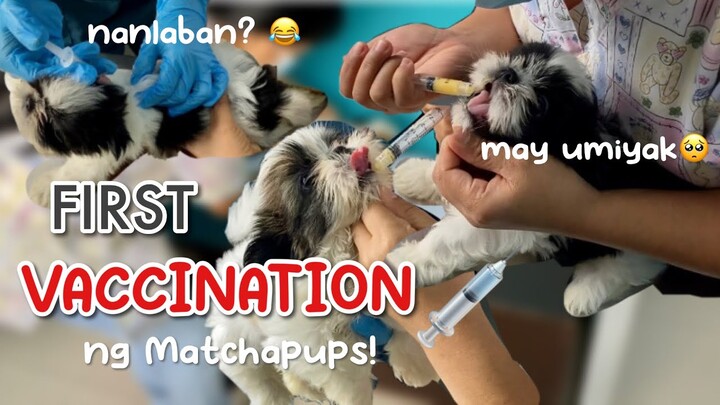 PUPPIES UPDATE! FIRST 5 In 1 VACCINATION NG TRES MARIAS! | MAY UMIYAK? 😭