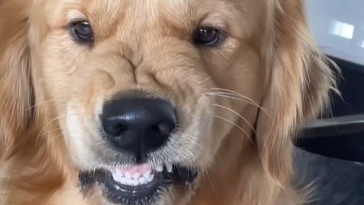 Anjing Penenang: Meskipun aku pejabat sipil, aku juga sedikit mengerti cara bicara.