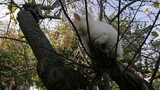Cat Climb The Tree  to Sleep