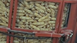 Hôm nay tôi bán thêm được vài giỏ ngô và đi đến nhà thổ để nghe nhạc...