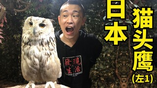 Learned! What an owl's underside looks like! An owl-themed cafe in Japan!