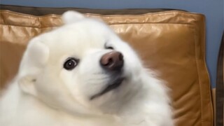 耳朵Duang Duang 修狗狗，这也太好看了吧