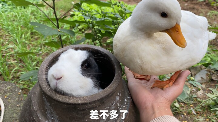 饭桶你变了，变得这么高冷