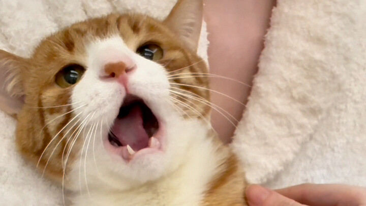 Kiểm tra răng nhỏ – Bé hổ nổi giận!