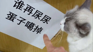 猫咪正确的沟通方式