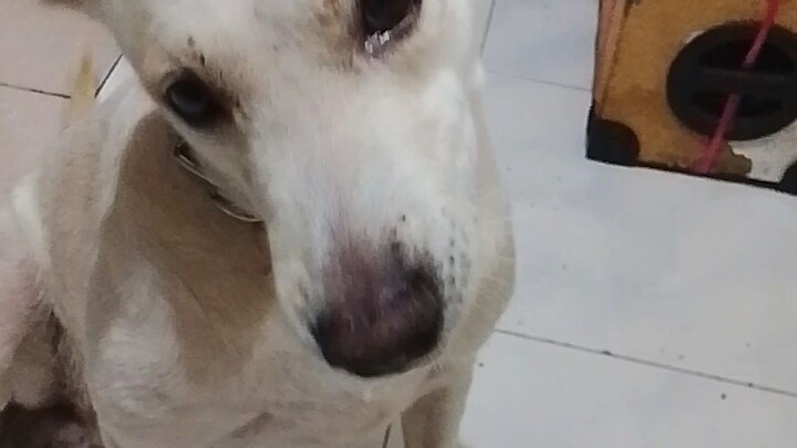 Kite love treats 💖