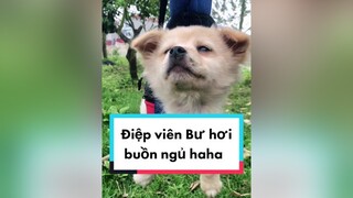 Xin 1 lời bình haha. cunyeucuadua chó chócon chókhôn chócute chó_cưng chócon chókhôn chómèo xuhuong fyp