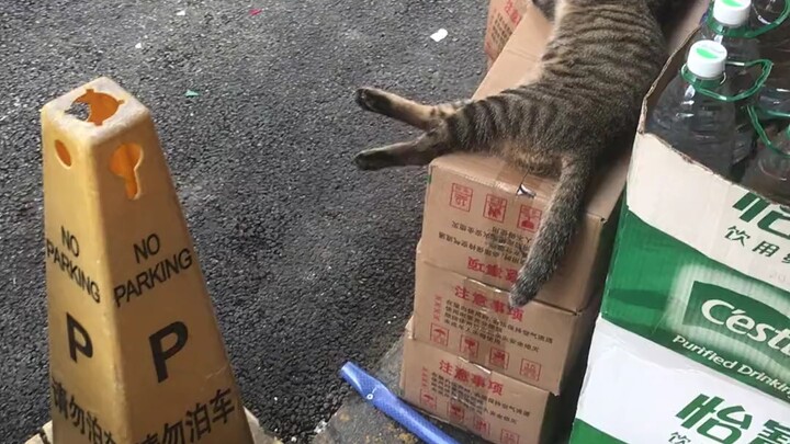 Cũng không sợ bị bế đi