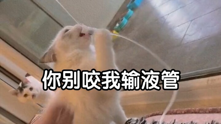 คู่มือเลิกเลี้ยงแมว