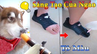Thú Cưng TV | Dương KC Pets | Ngáo Husky Troll Bố #20 | chó vui nhộn | funny cute smart dog
