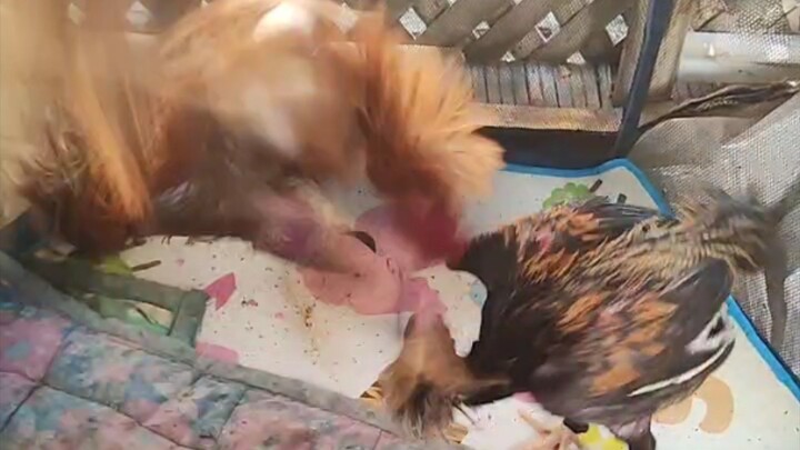 Last dans praktis ni Burek