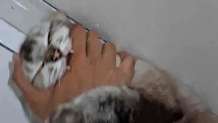Astagfirullah! Momen Kocak Main Bareng Kucing Peliharaan ✨ #ShortsViral