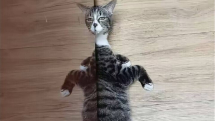 Cat lovers, after watching this, head straight to the cat section.